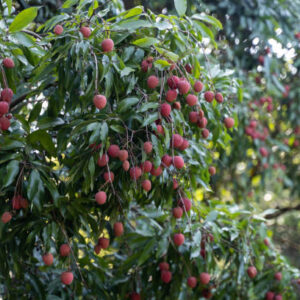 Litchi (Hybrid)