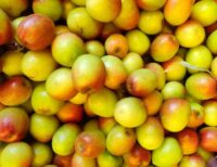 Apple Ber