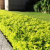 Duranta Gold