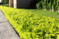Duranta Gold