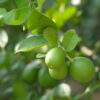 Lemon (Kagzi Nimboo)