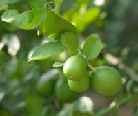 Lemon (Kagzi Nimboo)