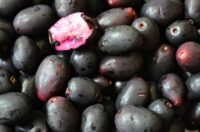 Jamun (Black Plum)