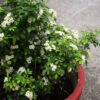 Murraya Paniculata (Kamini)