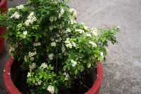 Murraya Paniculata (Kamini)