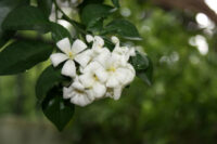 Murraya Paniculata (Kamini)