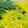 Duranta Gold