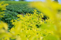 Duranta Gold