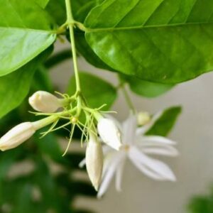 Jasmine