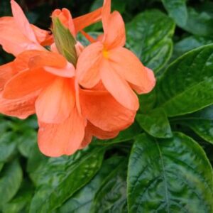 Crossandra