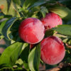 Plum (Aloo Bukhara)