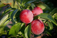 Plum (Aloo Bukhara)