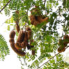 Tamarind (Imli)