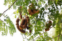 Tamarind (Imli)
