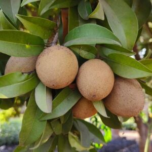 Chikoo (Sapodilla)