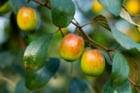 Apple Ber