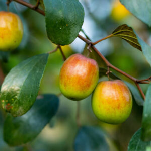 Apple Ber