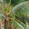 Coconut (Hybrid Dwarf)