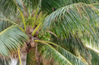 Coconut (Hybrid Dwarf)