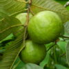 Guava (Allahabadi)