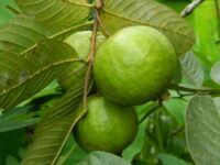 Guava (Allahabadi)