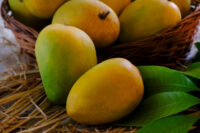Mango (Alphonso)