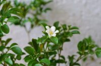 Murraya Paniculata (Kamini)