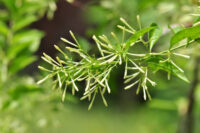 Cestrum Nocturnum/Hena