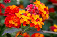 Lantana Camara