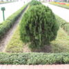 Thuja Compacta