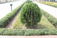 Thuja Compacta