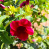 Red Allamanda