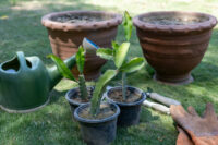 Dragon Fruit