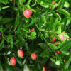 Karonda (Natal Plum)