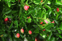 Karonda (Natal Plum)