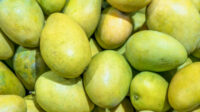 Mango (Alphonso)