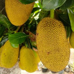 Jackfruit (Kathal)