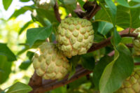 Custard Apple (Sitaphal)