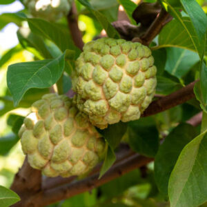 Custard Apple (Sitaphal)