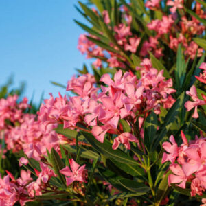 Nerium Oleander/Kaner/Korobi