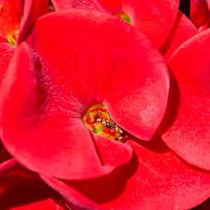 Euphorbia Milli