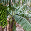 Banana (Dwarf Cavendish)
