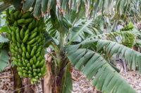 Banana (Dwarf Cavendish)