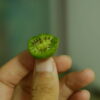 Kiwi (Hardy)