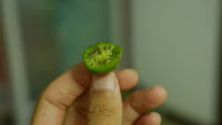Kiwi (Hardy)