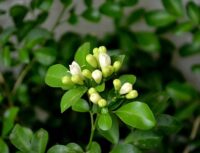 Murraya Paniculata (Kamini)