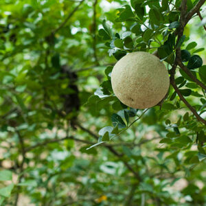 Bael (Wood Apple)