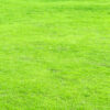 Korean Carpet Grass Sheet