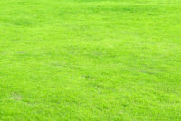 Korean Carpet Grass Sheet