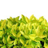 Duranta Gold